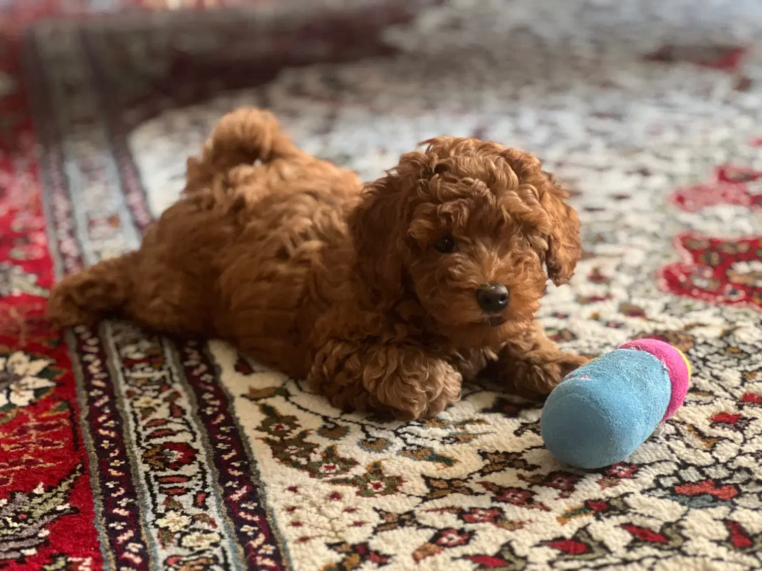 توی پودل|سگ|تهران, شهرآرا|دیوار