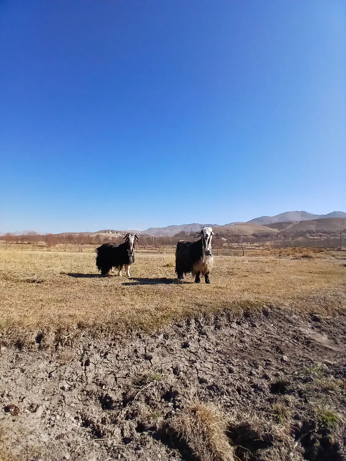 دوراس دوبر روزگاری|حیوانات مزرعه|بلداجی, |دیوار