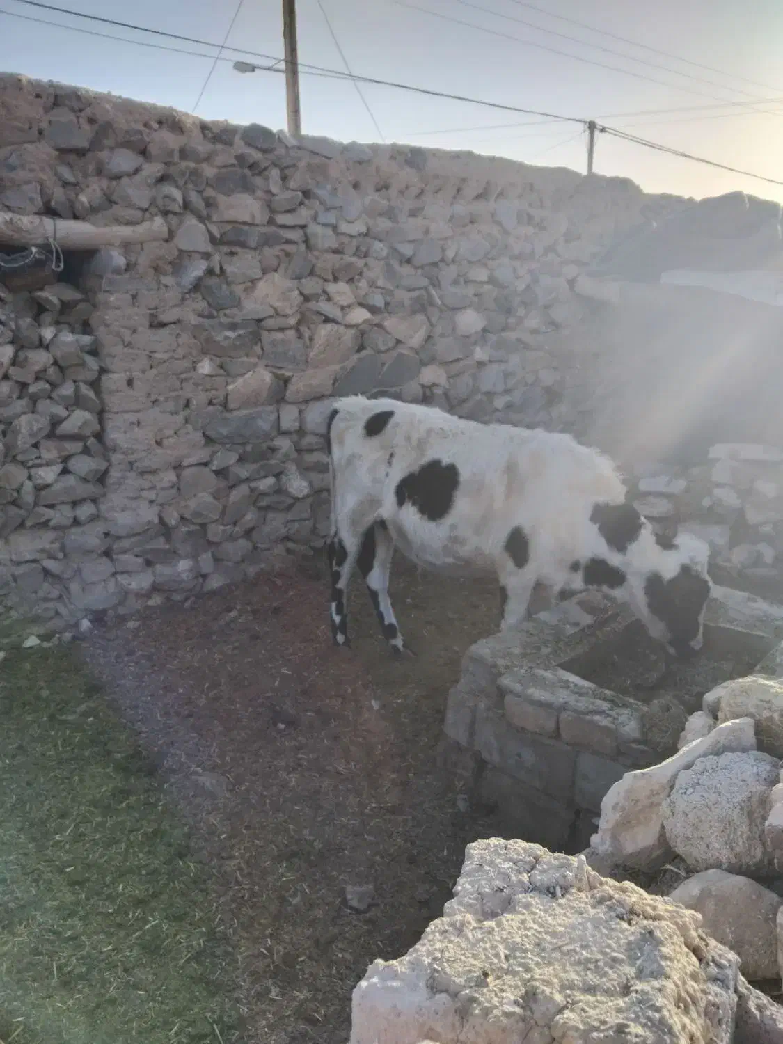 گاو دوغلوزا|حیوانات مزرعه|قهستان, |دیوار