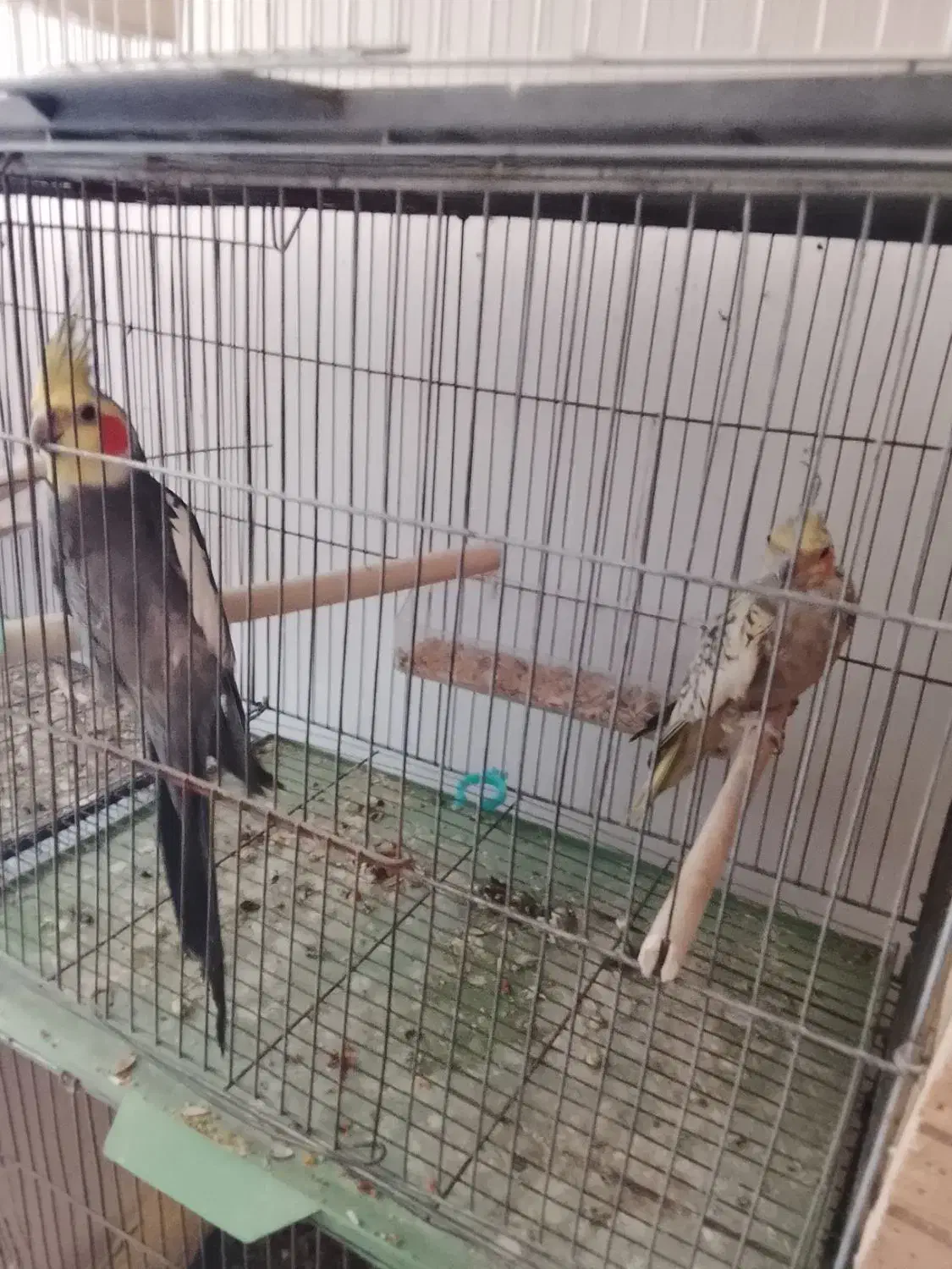 جفت عروس هلندی مولد|پرنده|جم, |دیوار