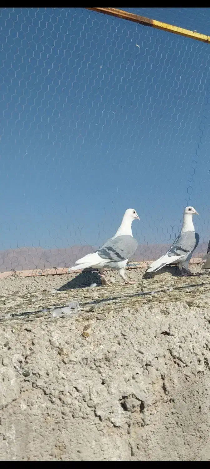 پشت گراف ماده|پرنده|رادکان, |دیوار