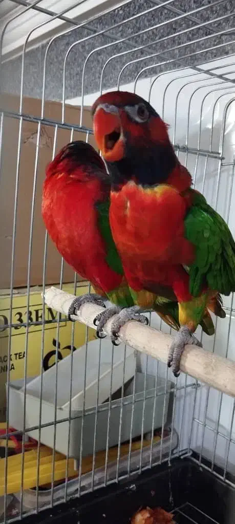 طوطی فرشی لوکس|پرنده|تبریز, |دیوار