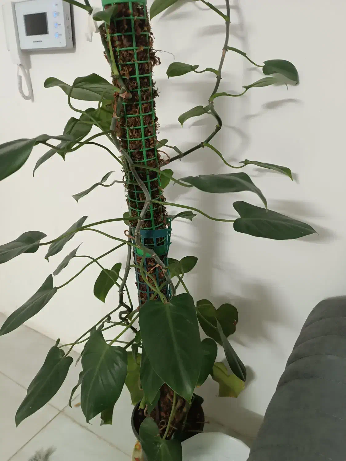 گل طبیعی|گل و گیاه طبیعی|مشهد, رضاشهر|دیوار