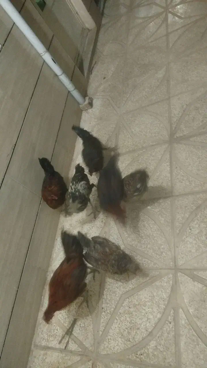 مرغ و خروس سالم|حیوانات مزرعه|کوهدشت, |دیوار