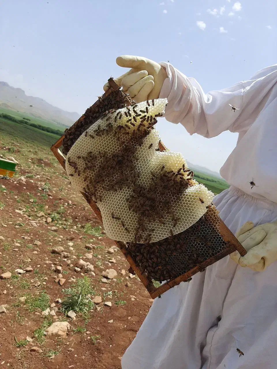 عسل طبیعی عوالان|خوردنی و آشامیدنی|سنندج, |دیوار