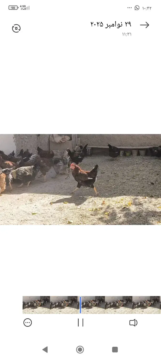 خروس|حیوانات مزرعه|اقلید, |دیوار