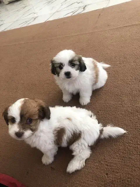 سگ اشپیدز شیتزوفلت|سگ|کرمانشاه, |دیوار