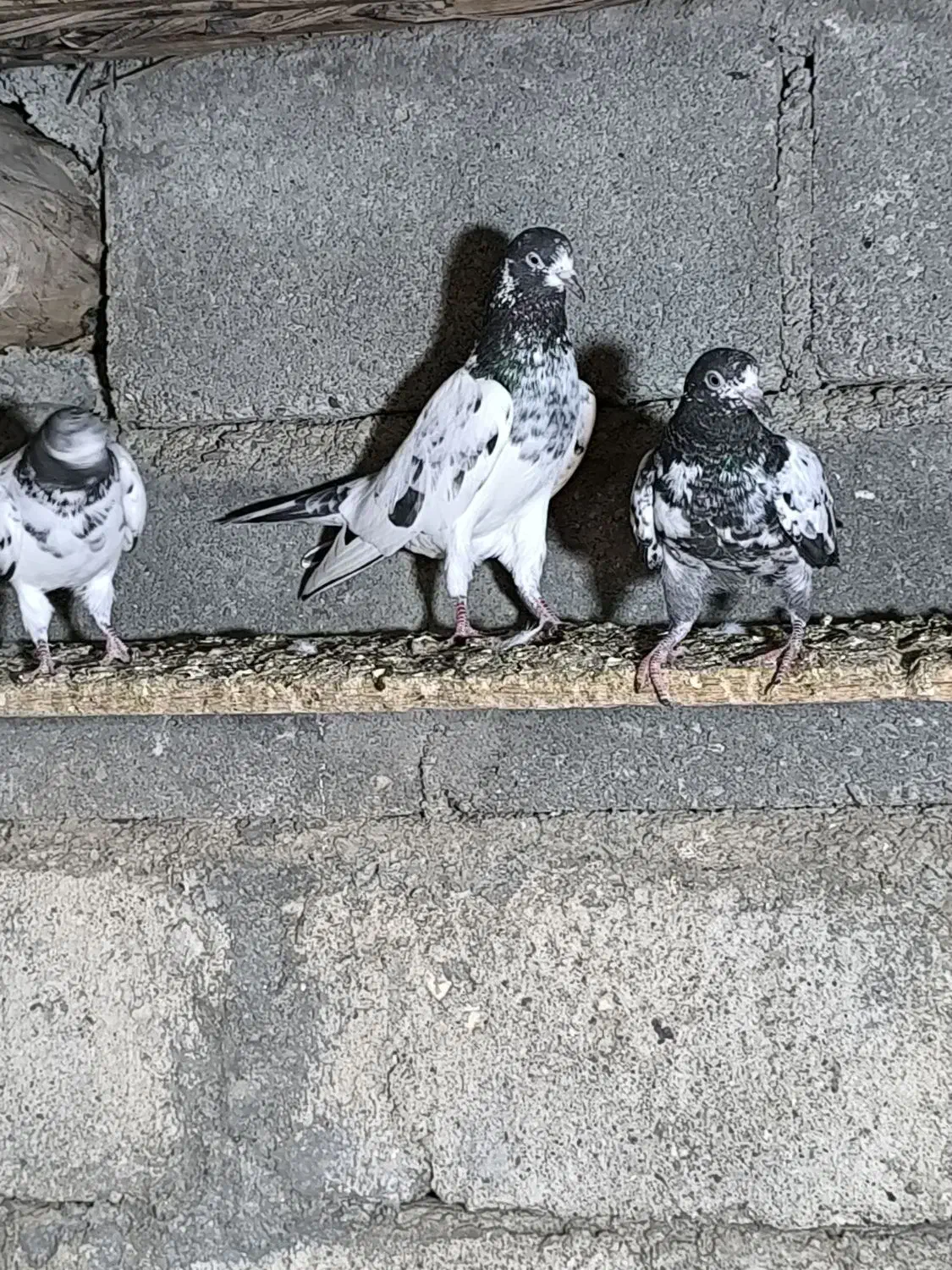 کبوتر تیدی|پرنده|بیکاه, |دیوار