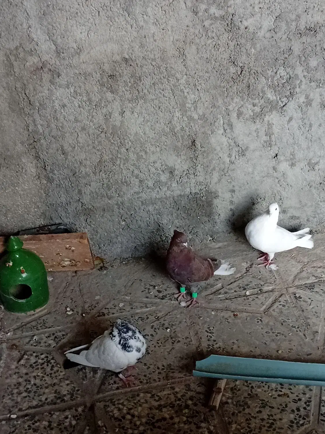 کبوتر|پرنده|سیوان, |دیوار