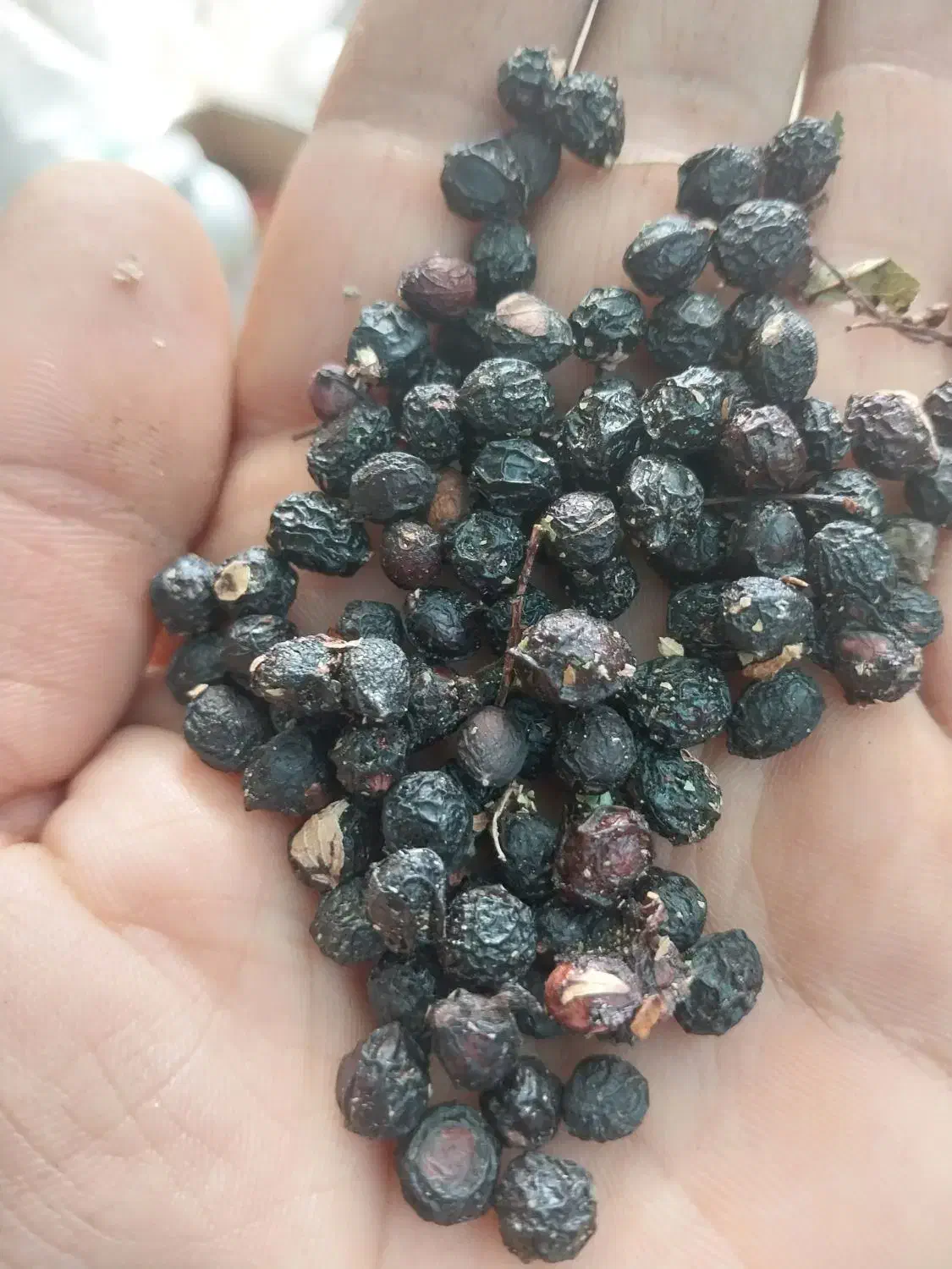 بذر البالو تلخ|خدمات باغبانی و درختکاری|شاندیز, |دیوار