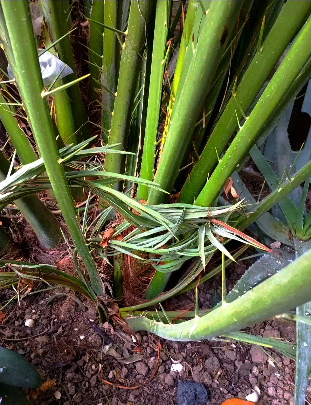 پاجوش نخل برحی|گل و گیاه طبیعی|شادگان, |دیوار