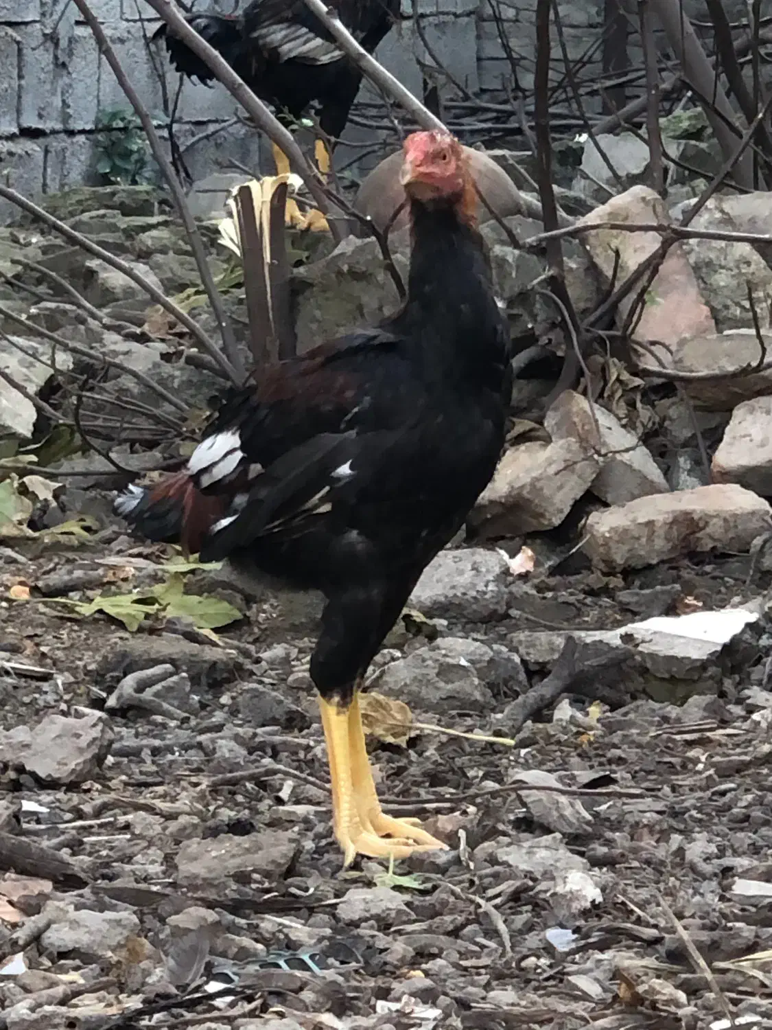 جوجه خروس لاری|حیوانات مزرعه|ساری, |دیوار