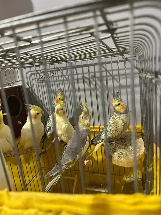 عروس هلندی|پرنده|تهران, شهرک دریا|دیوار