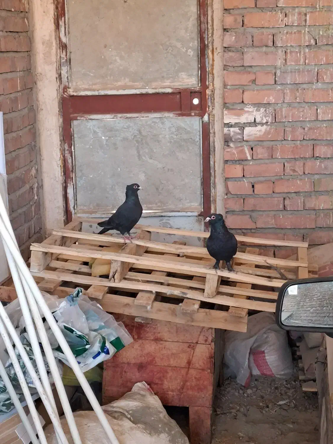 نمادهای کلاغ کوک حلقه چشم قرمز.|پرنده|گلزار, |دیوار