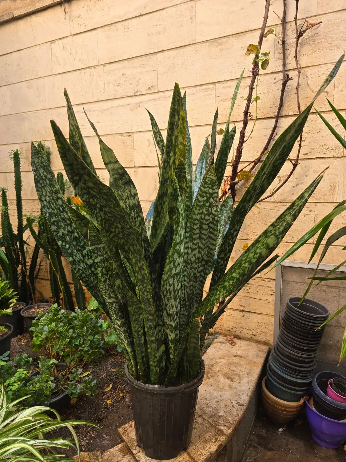 سانسوریا یوکا لیندا|گل و گیاه طبیعی|تهران, سلسبیل شمالی|دیوار