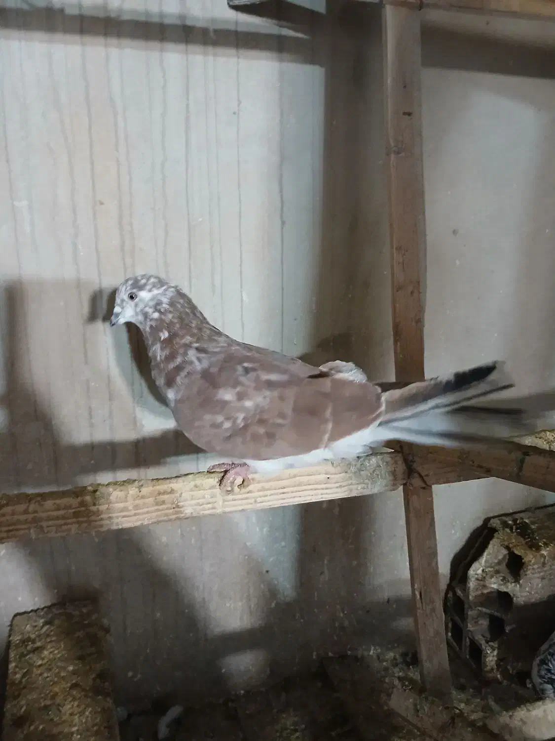 کفتر پرشی نر|پرنده|نقده, |دیوار