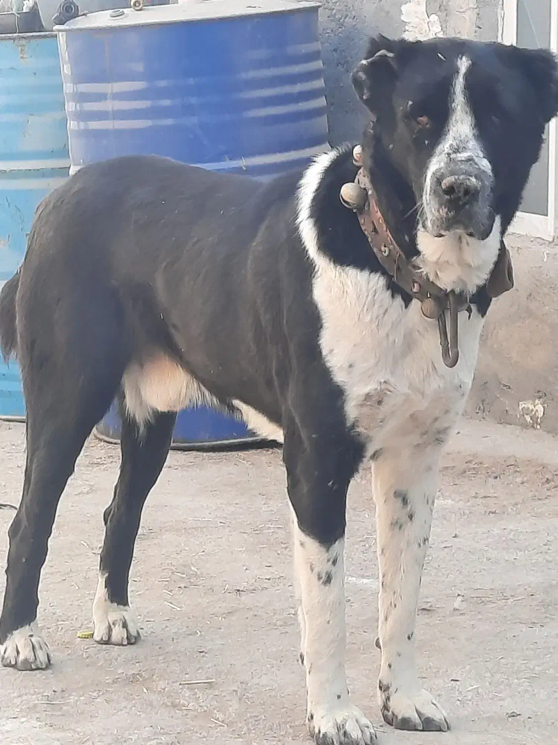 سگ افغان گوسفندی دهن پاک|سگ|قم, قلعه کامکار|دیوار