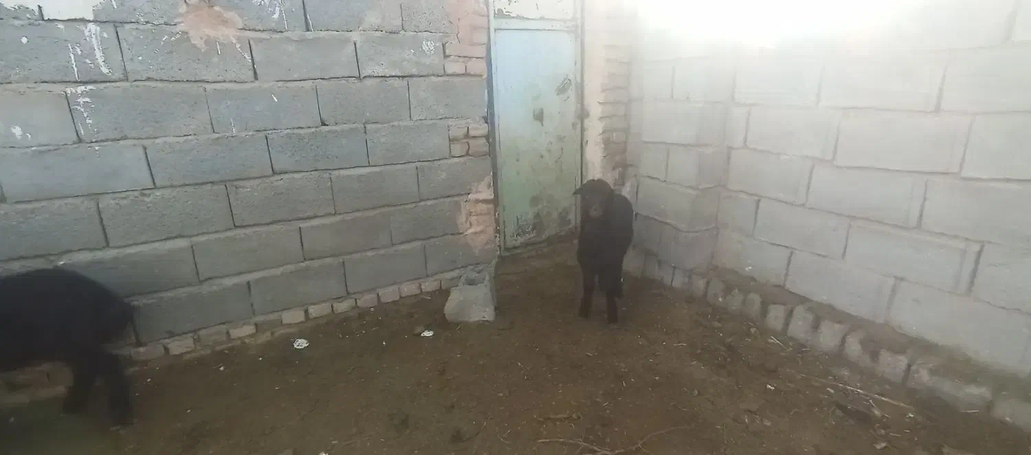 بره همو|حیوانات مزرعه|سبزوار, قصبه غربی|دیوار