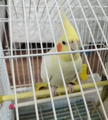 عروس هلندی|پرنده|پرهسر, |دیوار