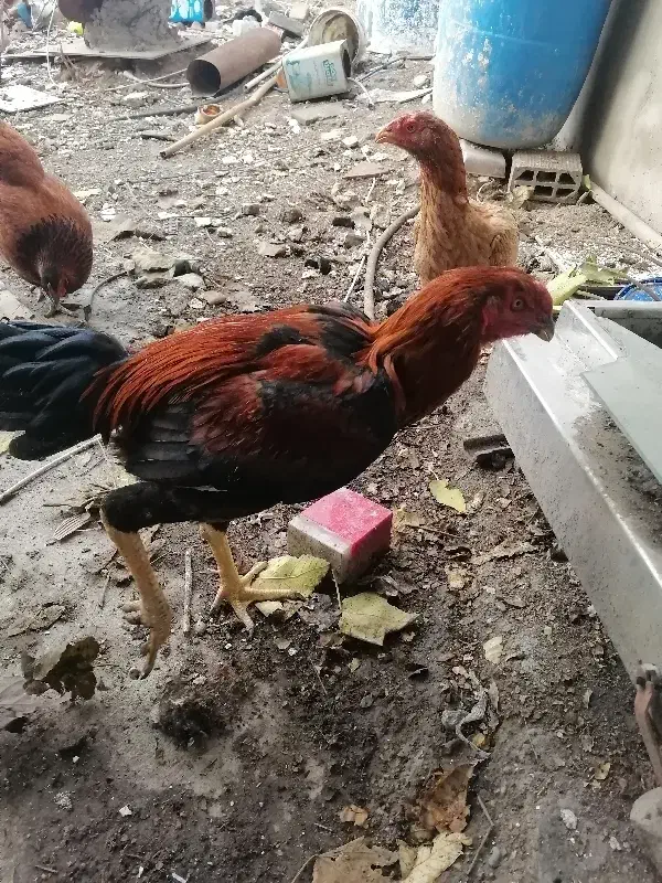 جوجه لاری|حیوانات مزرعه|گرگان, |دیوار