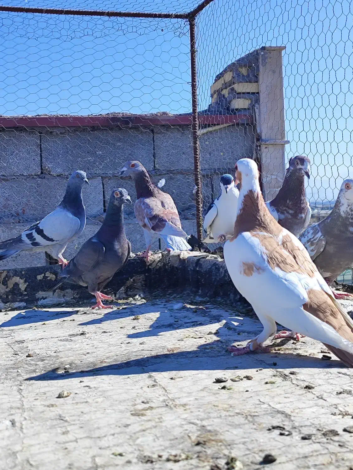 8عدد کفتر شکار|پرنده|کرمان, |دیوار