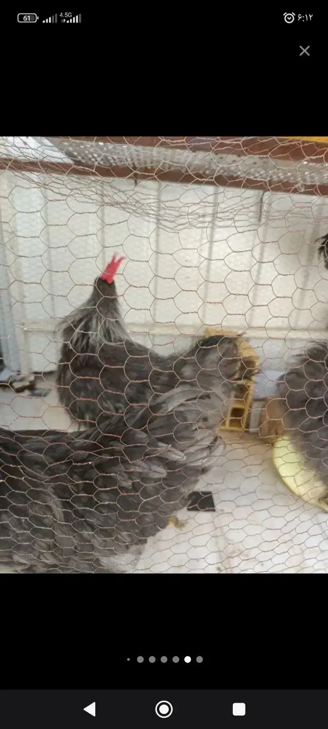 تخم مرغ نطفه دارابریشمی ومرغ وخروس تخم گذاروجوجه|حیوانات مزرعه|قم, حاج خلیل|دیوار