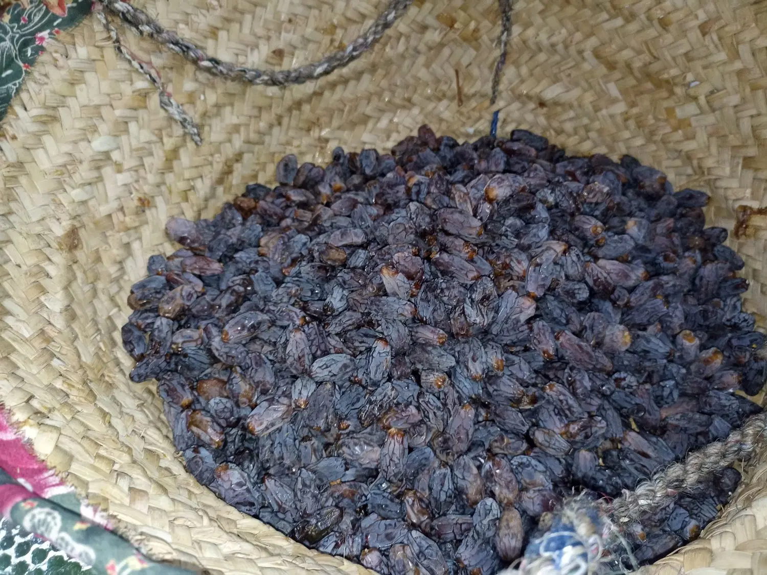 خرما|خوردنی و آشامیدنی|بوشهر, |دیوار