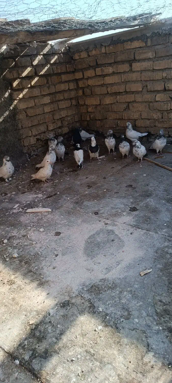 فروش چند عدد کله دم سبز|پرنده|پیر بکران, |دیوار