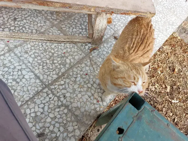 گربه اهلی|گربه|نجفآباد, ویلاشهر|دیوار