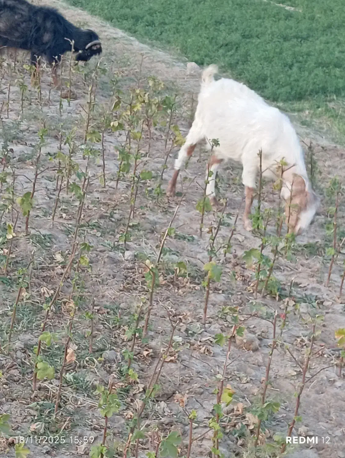 چهار راس بز|حیوانات مزرعه|خوسف, |دیوار