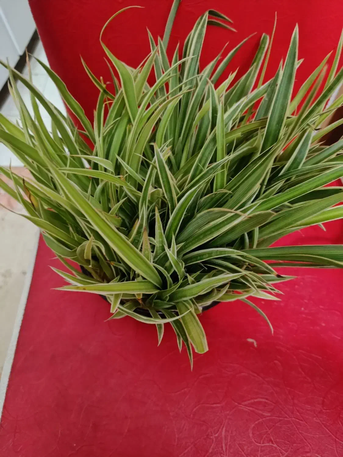 گندمی ابلق واشک تمساح|گل و گیاه طبیعی|تهران, شهرک مخابرات|دیوار