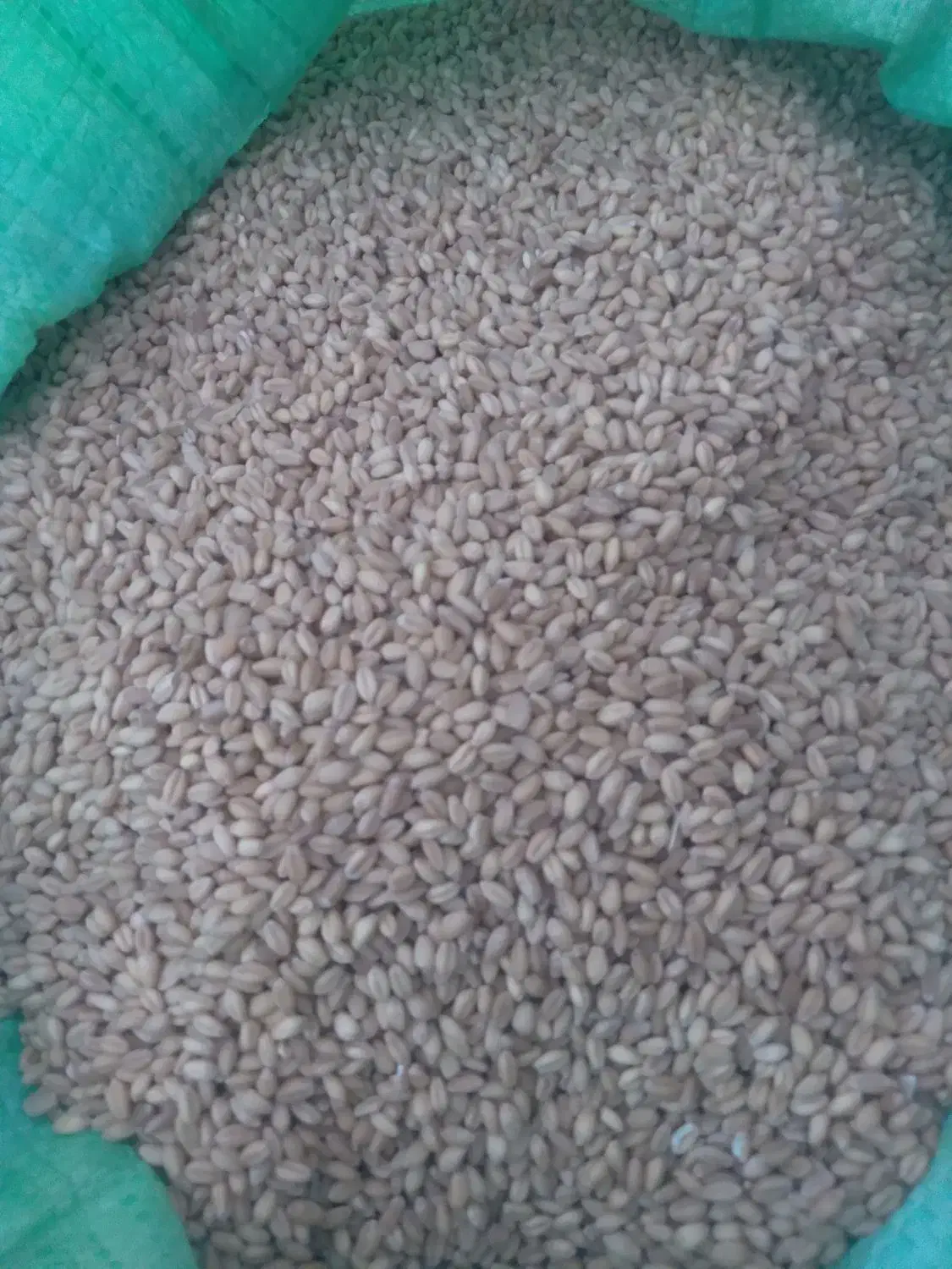 گندم‌کوهدشت|خوردنی و آشامیدنی|مانه, |دیوار