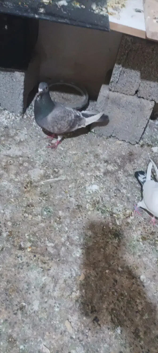 کبوتر|پرنده|ماهدشت, |دیوار