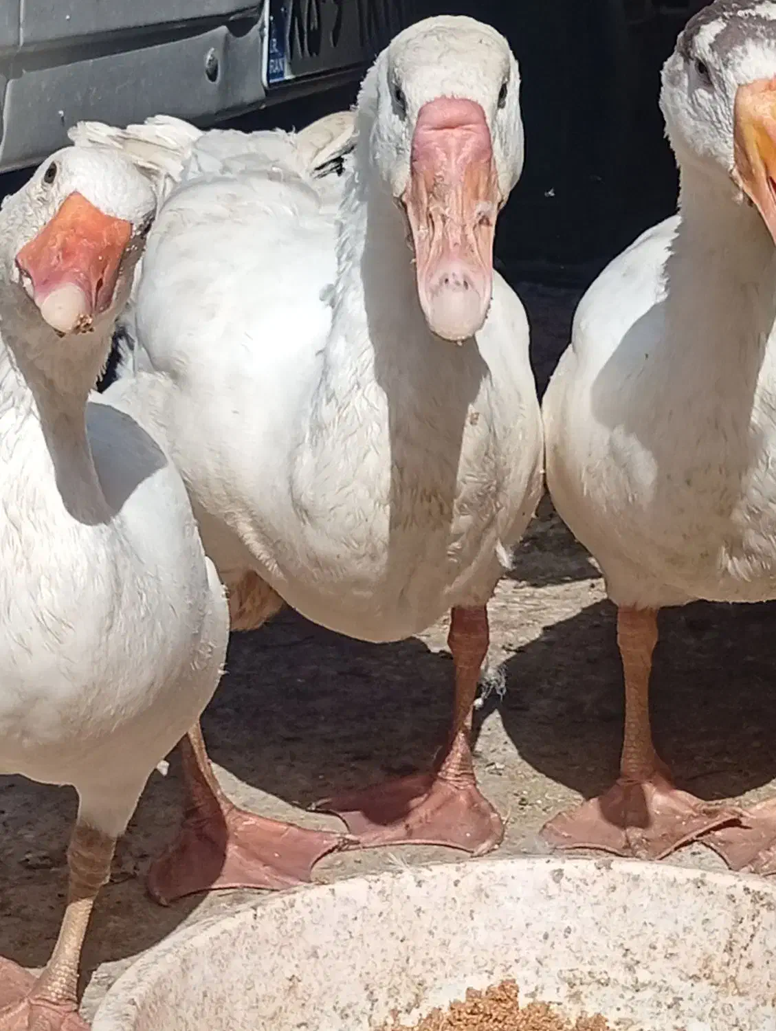 غاز|حیوانات مزرعه|زابل, |دیوار