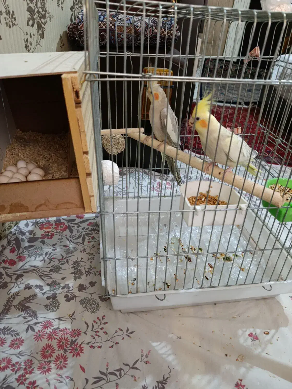 عروس هلندی نرو ماده شاه تخم 10عدد|پرنده|ری, تقی آباد|دیوار