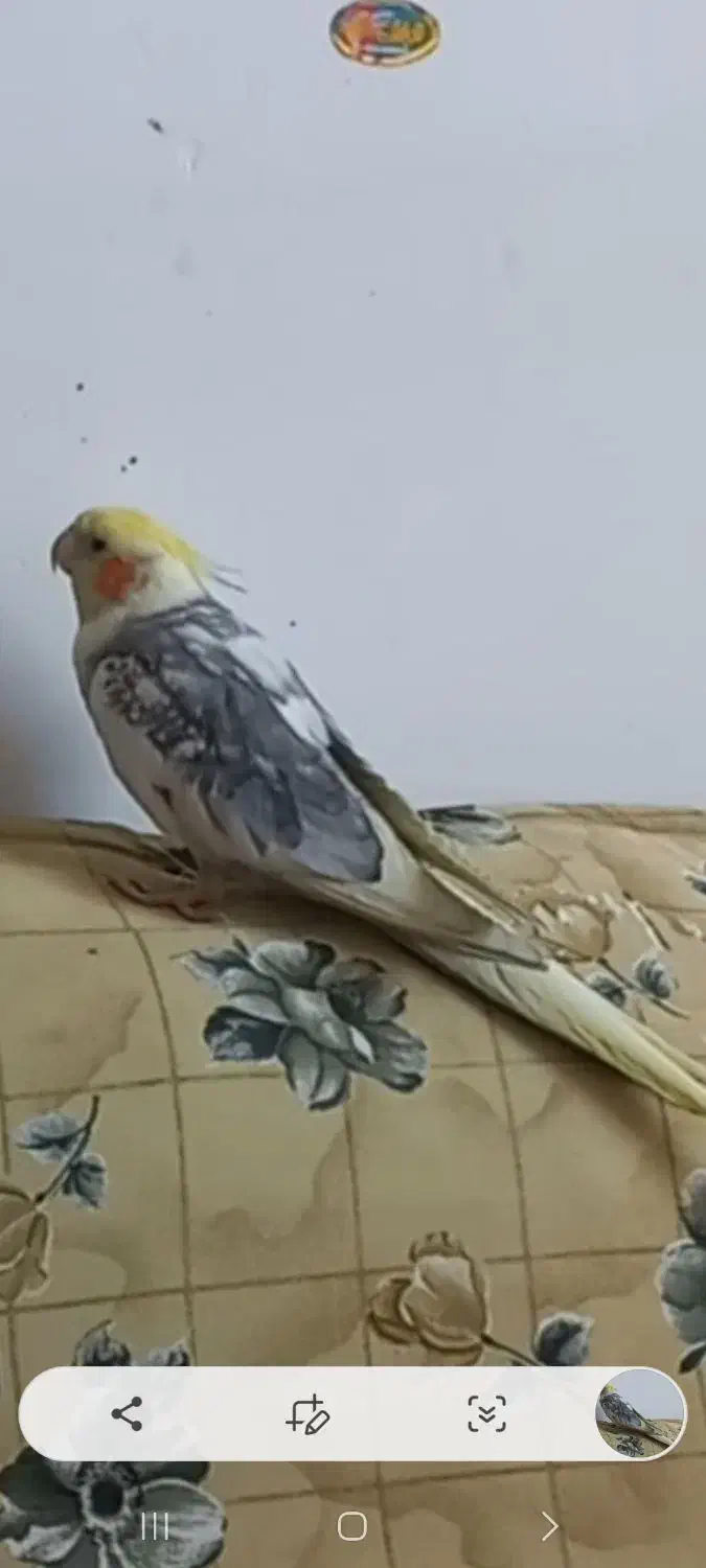 عروس هلندی|حیوانات|لنجان, |دیوار