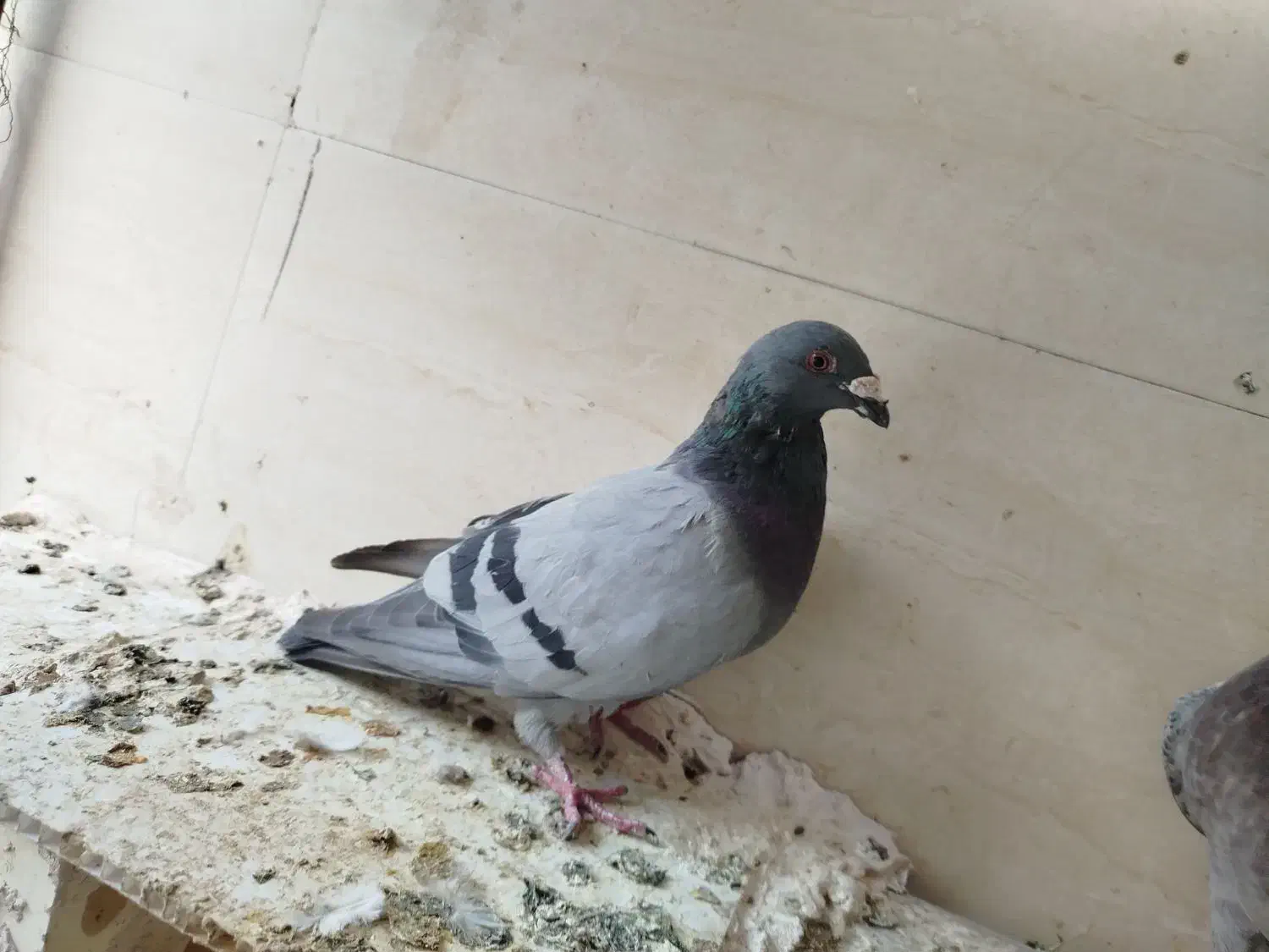 کبوتر پلاکی با ی فنس بزرگ|پرنده|بهبهان, |دیوار