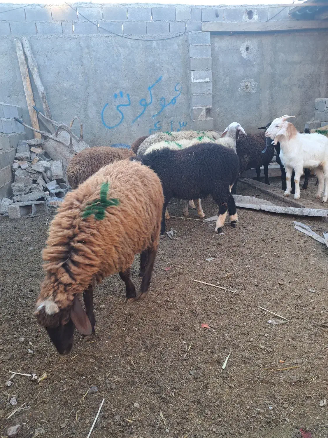 بره گوسفند|حیوانات مزرعه|رامیان, |دیوار