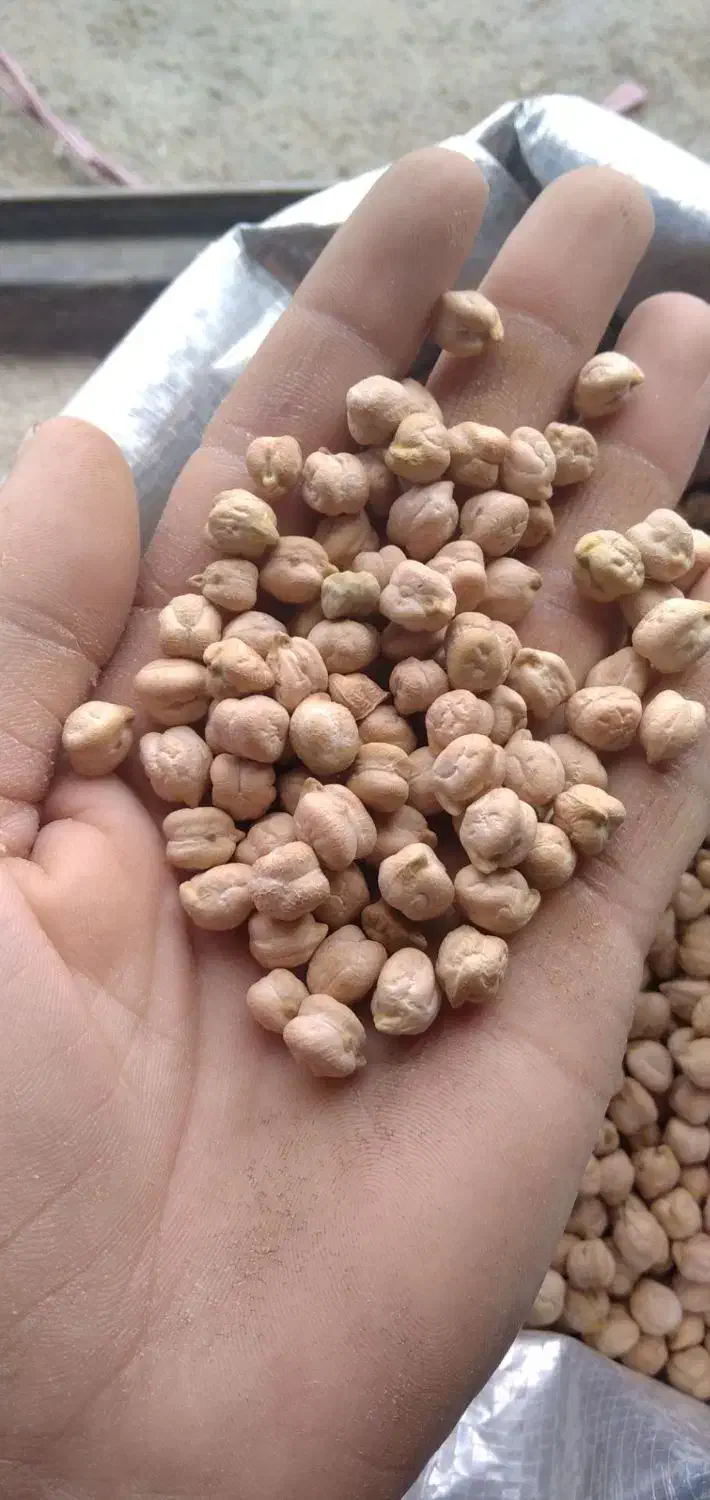 نخود سفید|خوردنی و آشامیدنی|مراغه, |دیوار