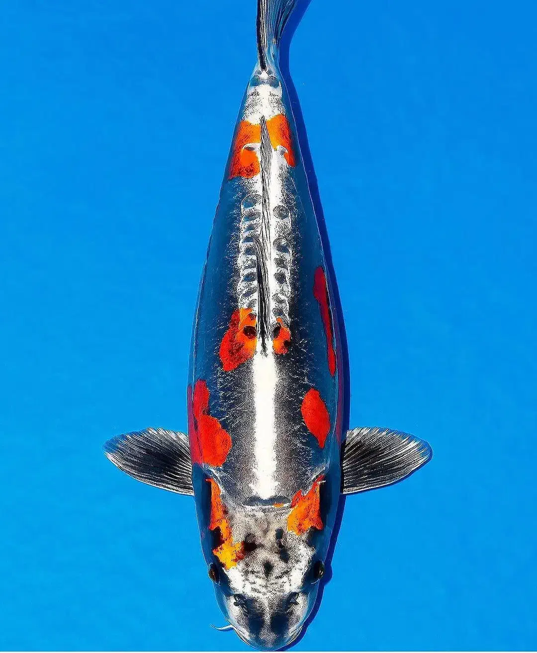 انواع ماهی گلدفیش کوی|ماهی|تهران, اسکندری|دیوار