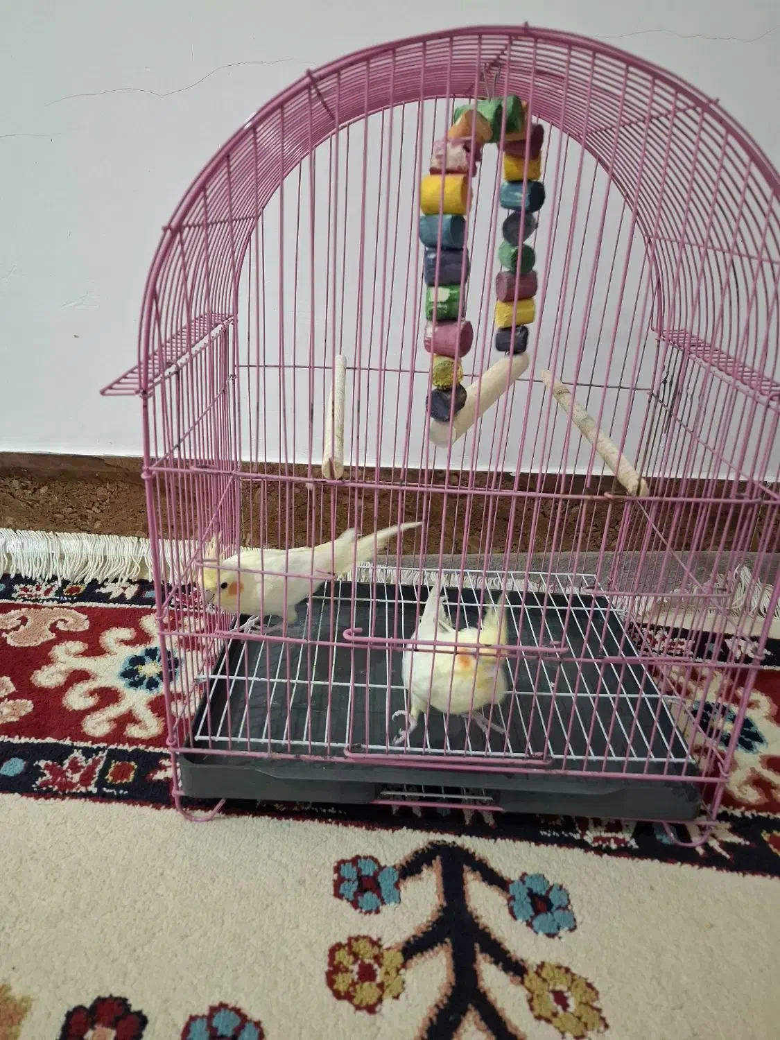 پرنده|پرنده|دیلم, |دیوار