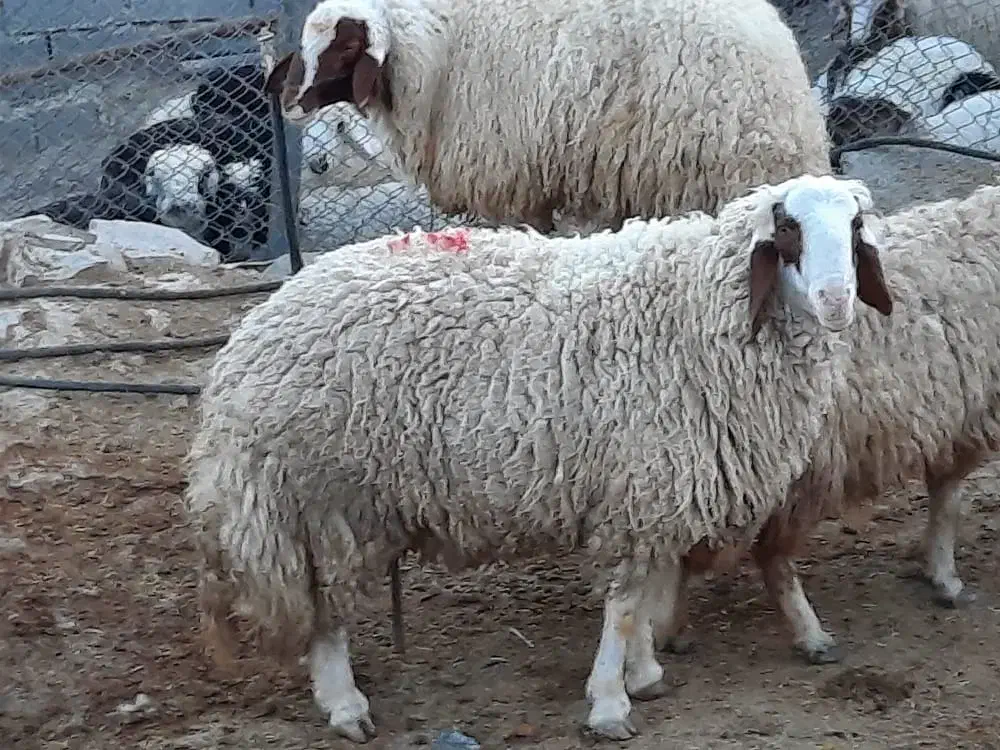 ورن سنجابی|حیوانات مزرعه|چوار, |دیوار