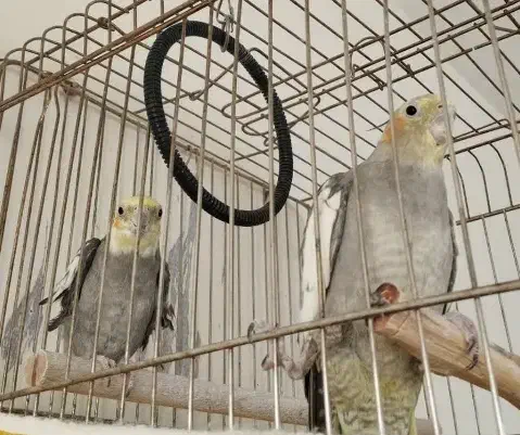 عروس هلندی|پرنده|مشهد, کارگران|دیوار