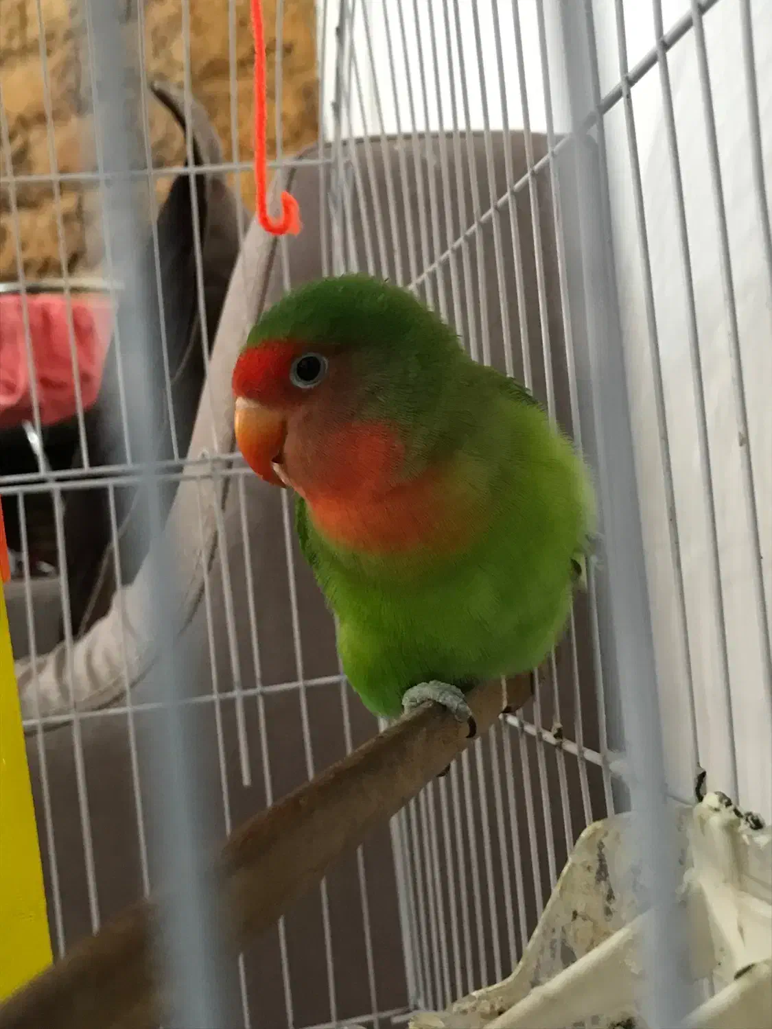 طوطی برزیلی نر|پرنده|لاهیجان, گلستان|دیوار