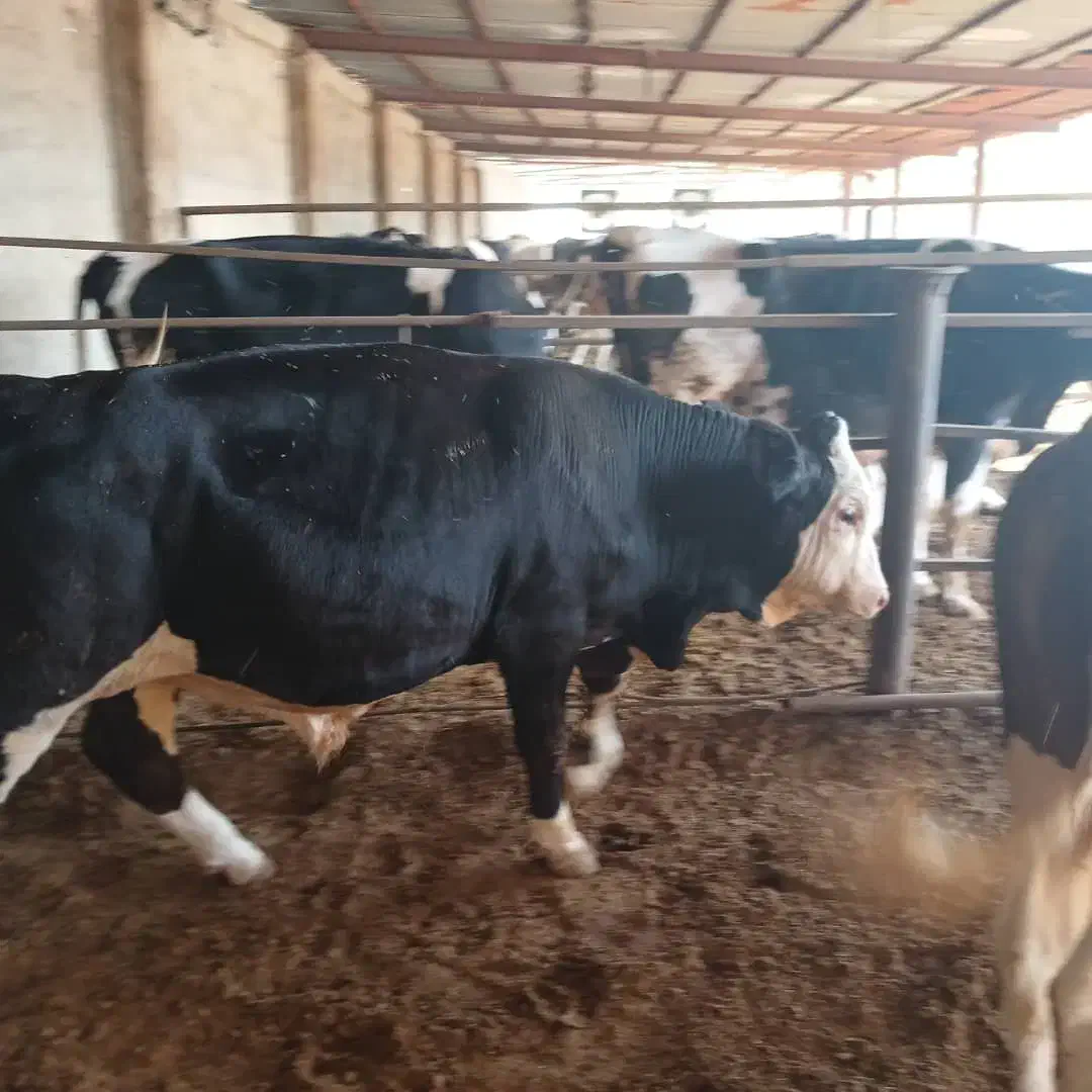 نیازمند کارگر گاوداری|استخدام صنعتی، فنی، مهندسی|فیروزآباد (فارس), |دیوار