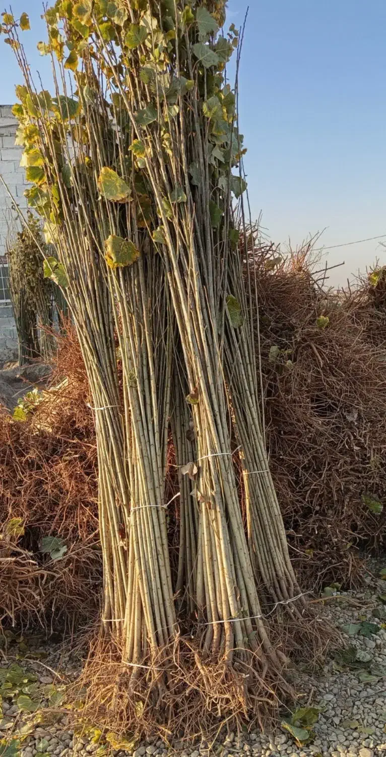 نهالستان فروش نهال دیرگل و مقاوم به سرما تضمینی|خدمات باغبانی و درختکاری|پیرانشهر, |دیوار