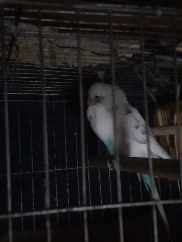 مرغ عشق نر دو رگه|پرنده|قلعه نو, |دیوار