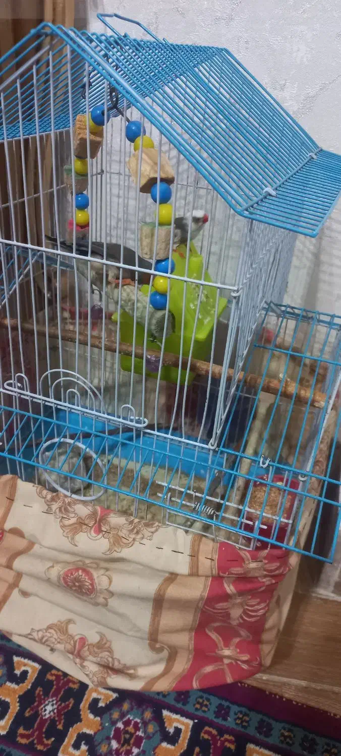 پرنده خوش آواز و فعال|پرنده|تبریز, |دیوار