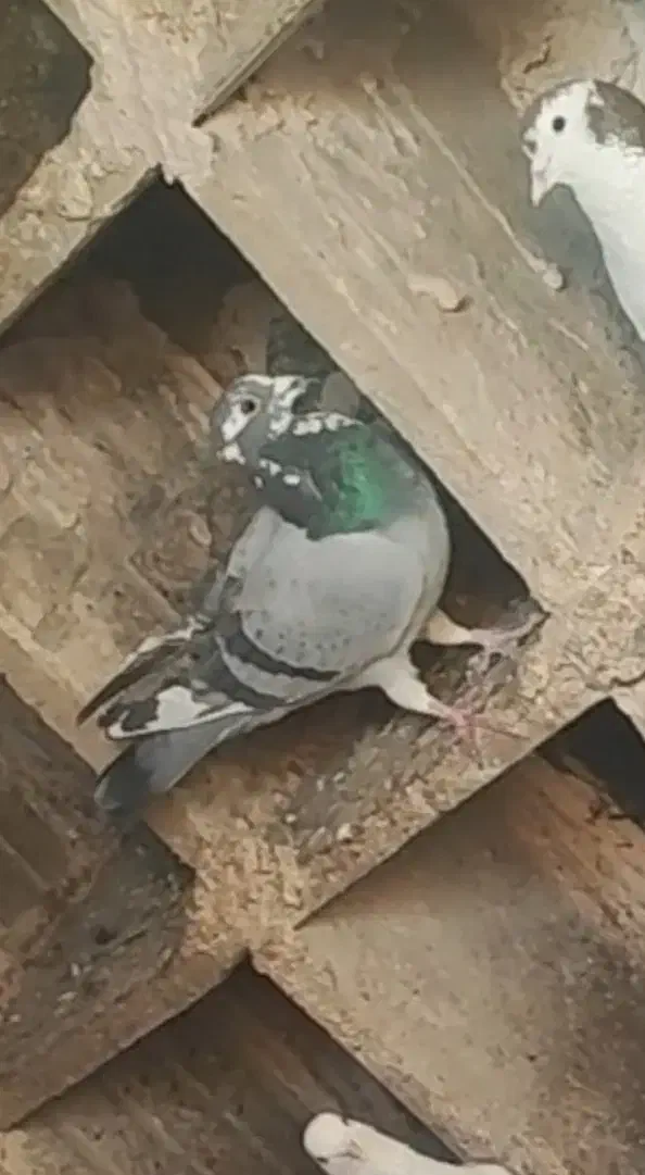 کفتر یا کبوتر گمشده|حیوانات|قوچان, |دیوار