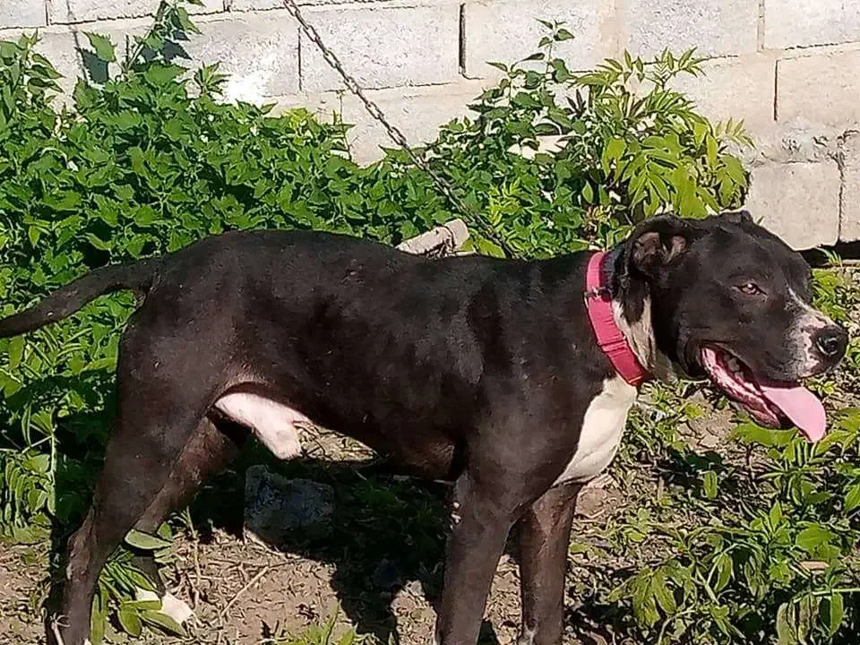 پیت بول امریکن نر تربیت شده|سگ|قائمشهر, |دیوار